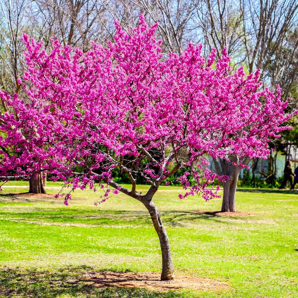 Oklahoma Redbud Tree - Image 2