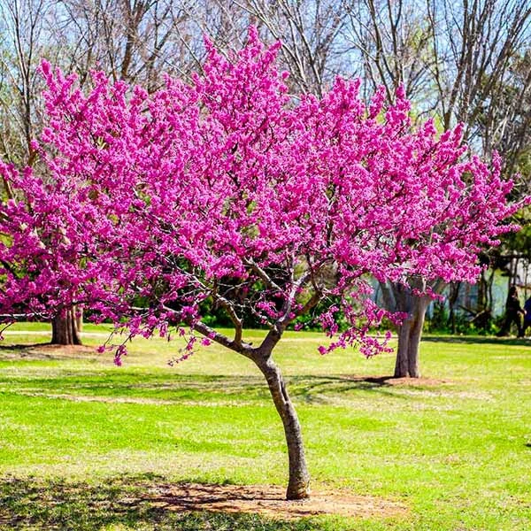 Oklahoma Redbud Tree