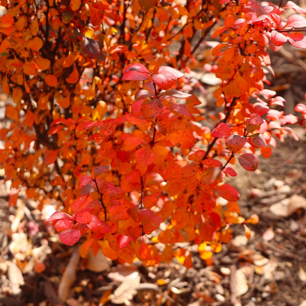 Orange Rocket Barberry Shrub - Image 6