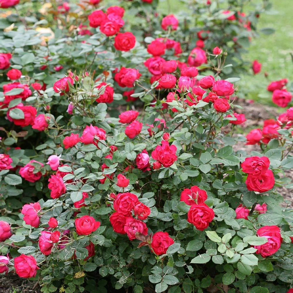 Oso Easy'® Double Red Rose - Image 3