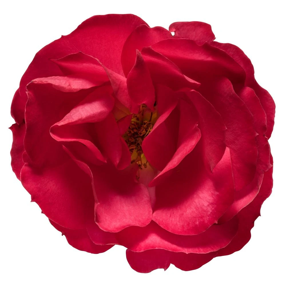 Oso Easy'® Double Red Rose - Image 4
