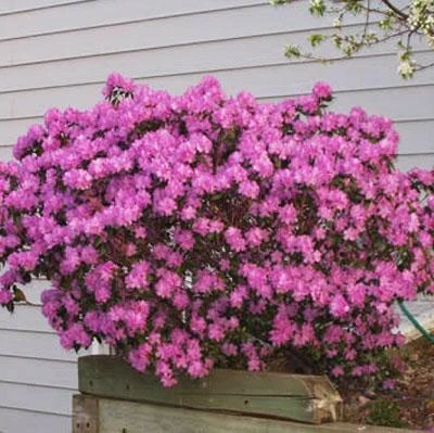 PJM Rhododendron Shrub - Image 2