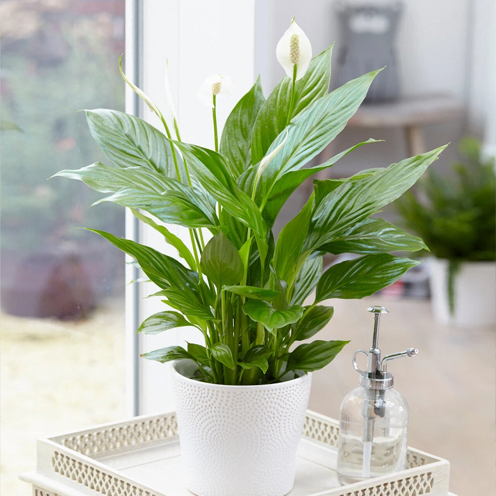 New Apartment House Plant Kit - Image 4