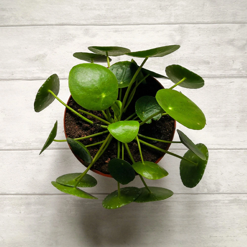 Pilea Peperomioides (Pancake Plant) - Image 4