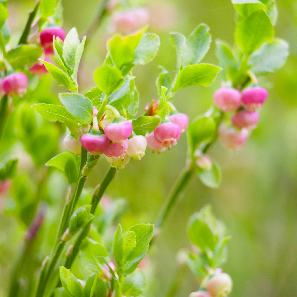 Pink Lemonade Blueberry Plant - Image 4