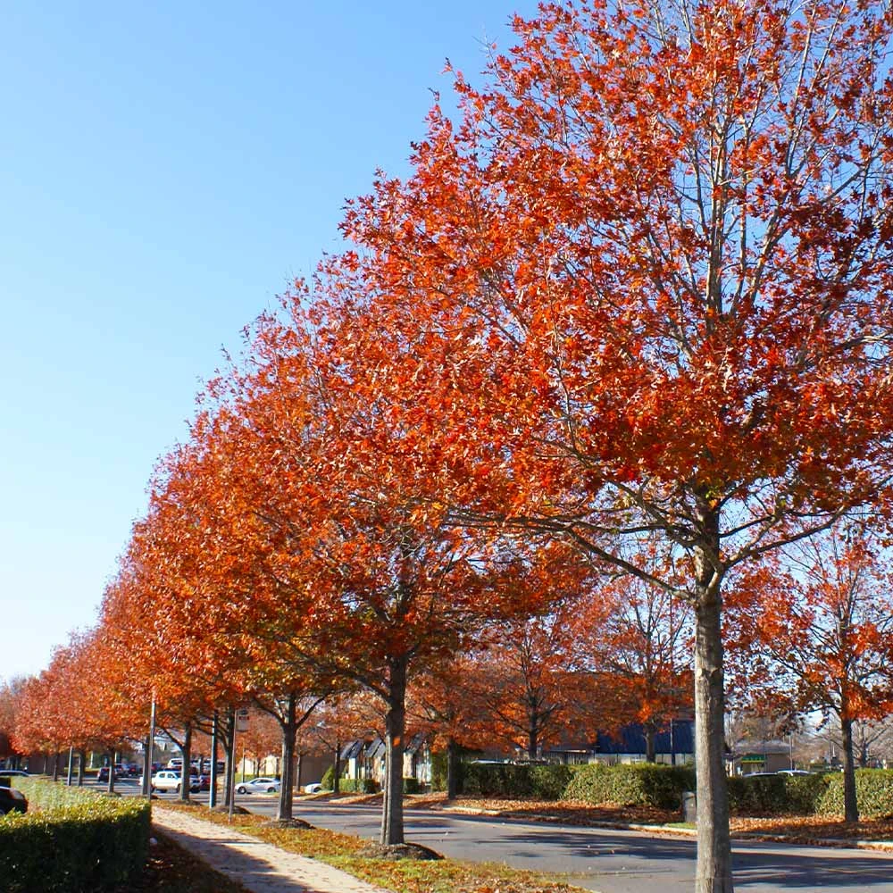 Pin Oak Tree - Image 6