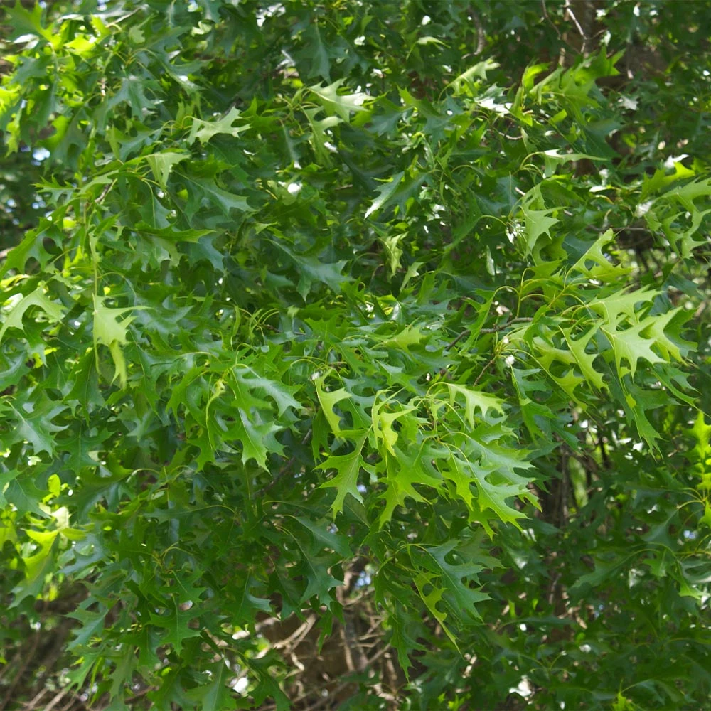 Pin Oak Tree - Image 5