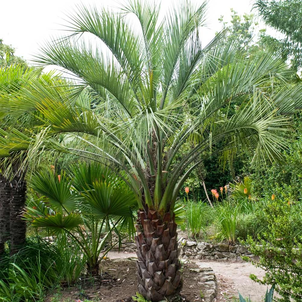 Pindo Palm Tree - Image 5