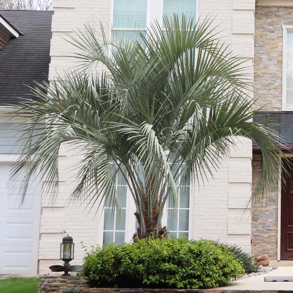 Pindo Palm Tree - Image 2