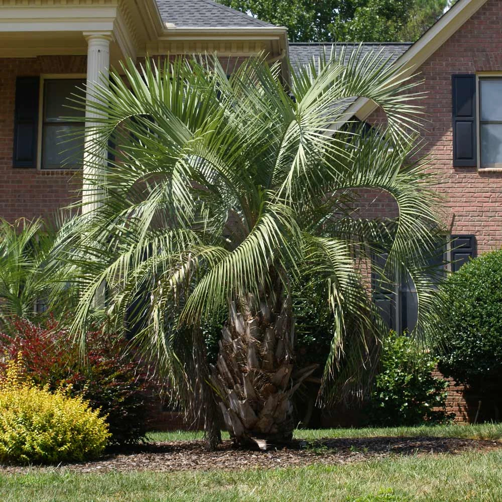 Pindo Palm Tree - Image 3