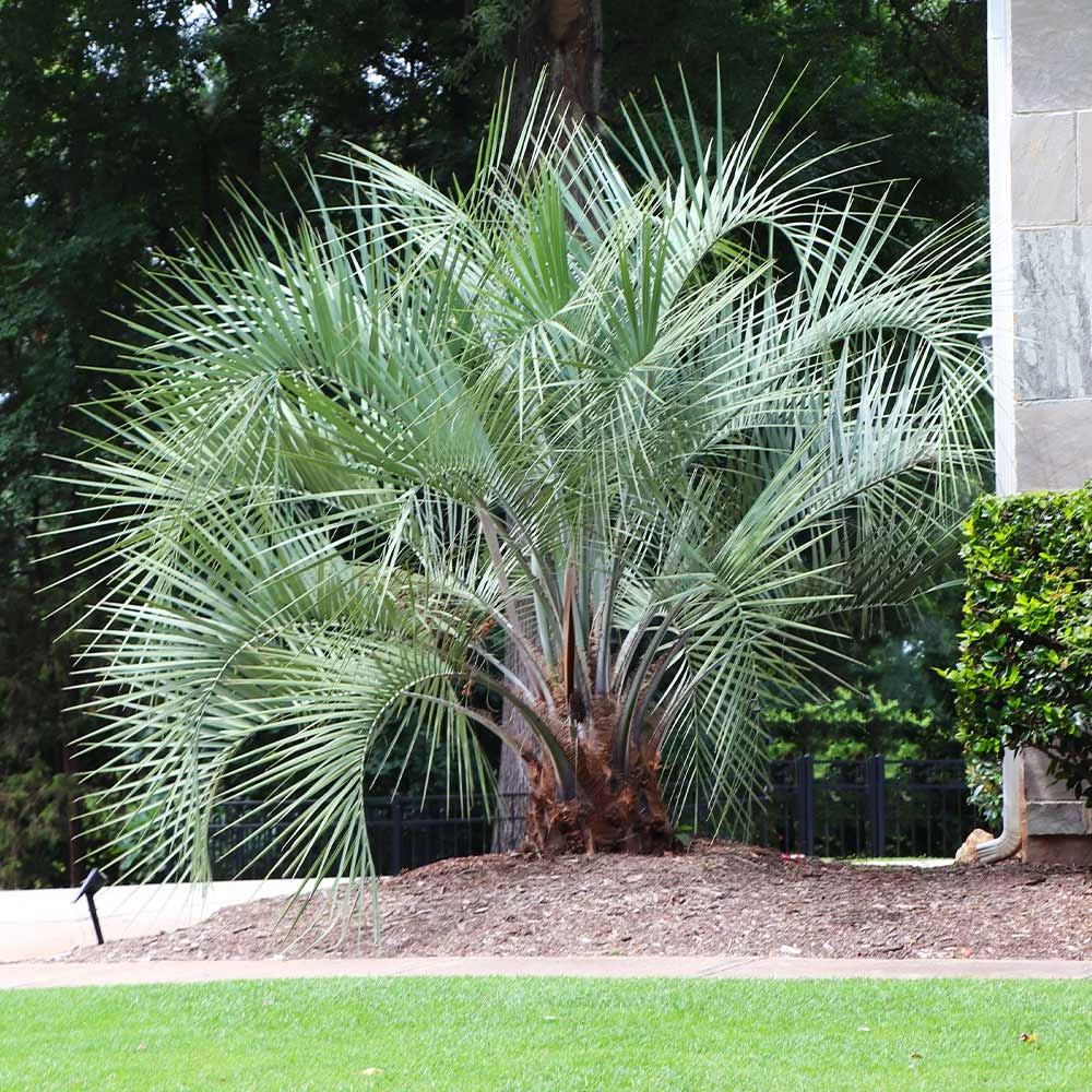 Pindo Palm Tree - Image 4
