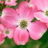Pink Dogwood Tree