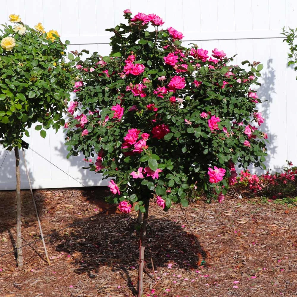Pink Knock Out® Rose Tree - Image 2