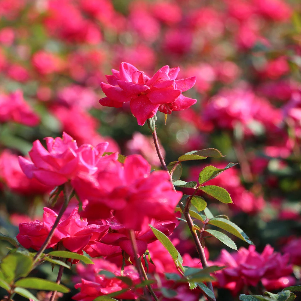 Double Pink Knock Out® Shrub - Image 2