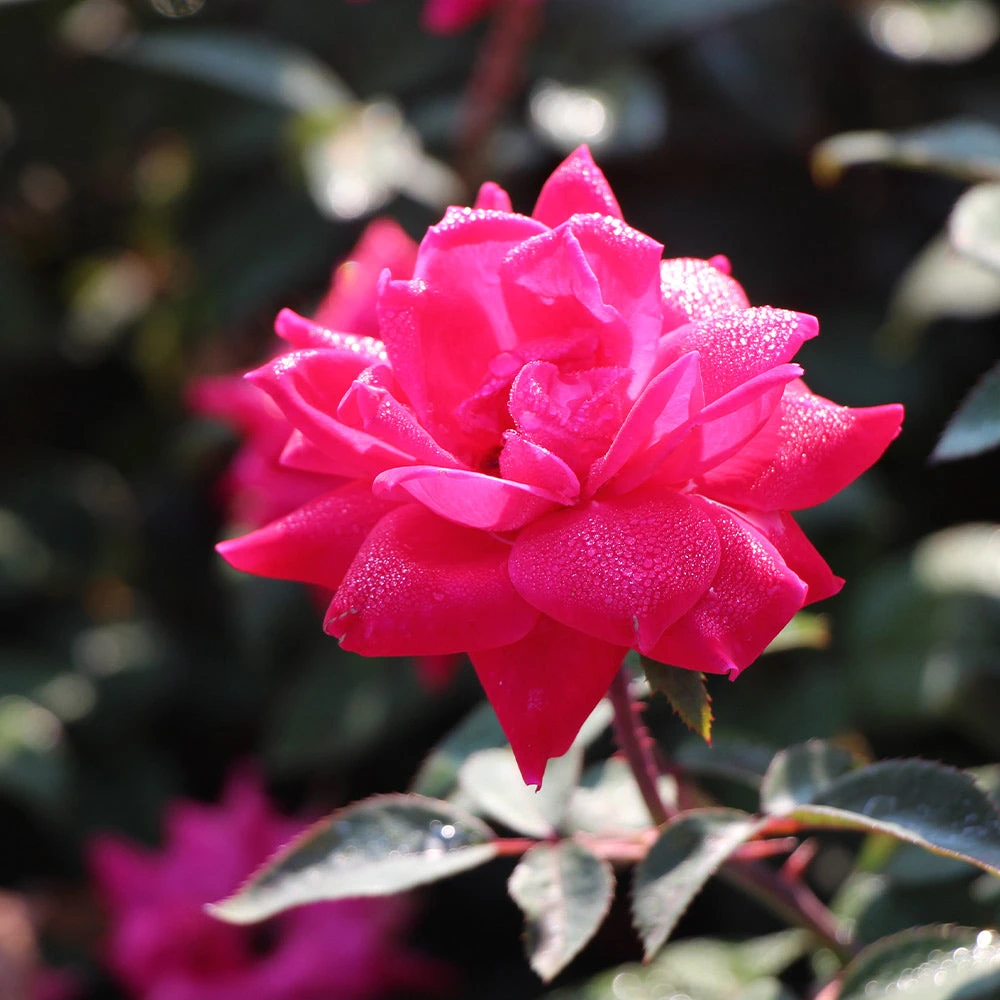 Double Pink Knock Out® Shrub - Image 4