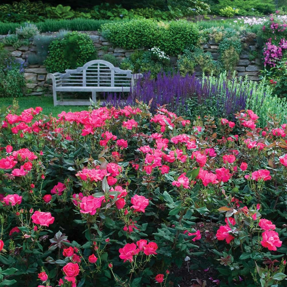 Double Pink Knock Out® Shrub - Image 3