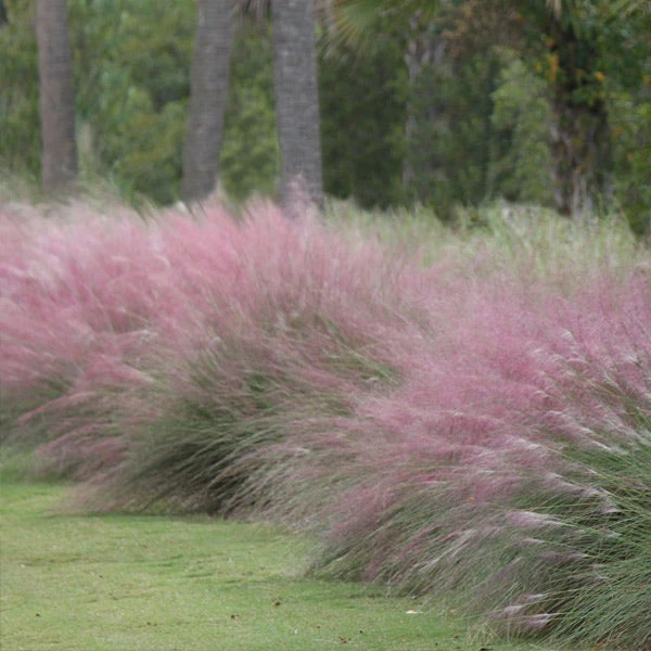 Pink Muhly Grass