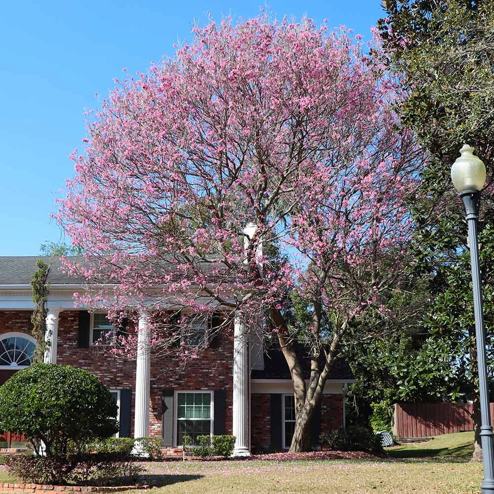 Pink Trumpet Tree - Image 4