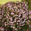 Pinkie Indian Hawthorn Shrub
