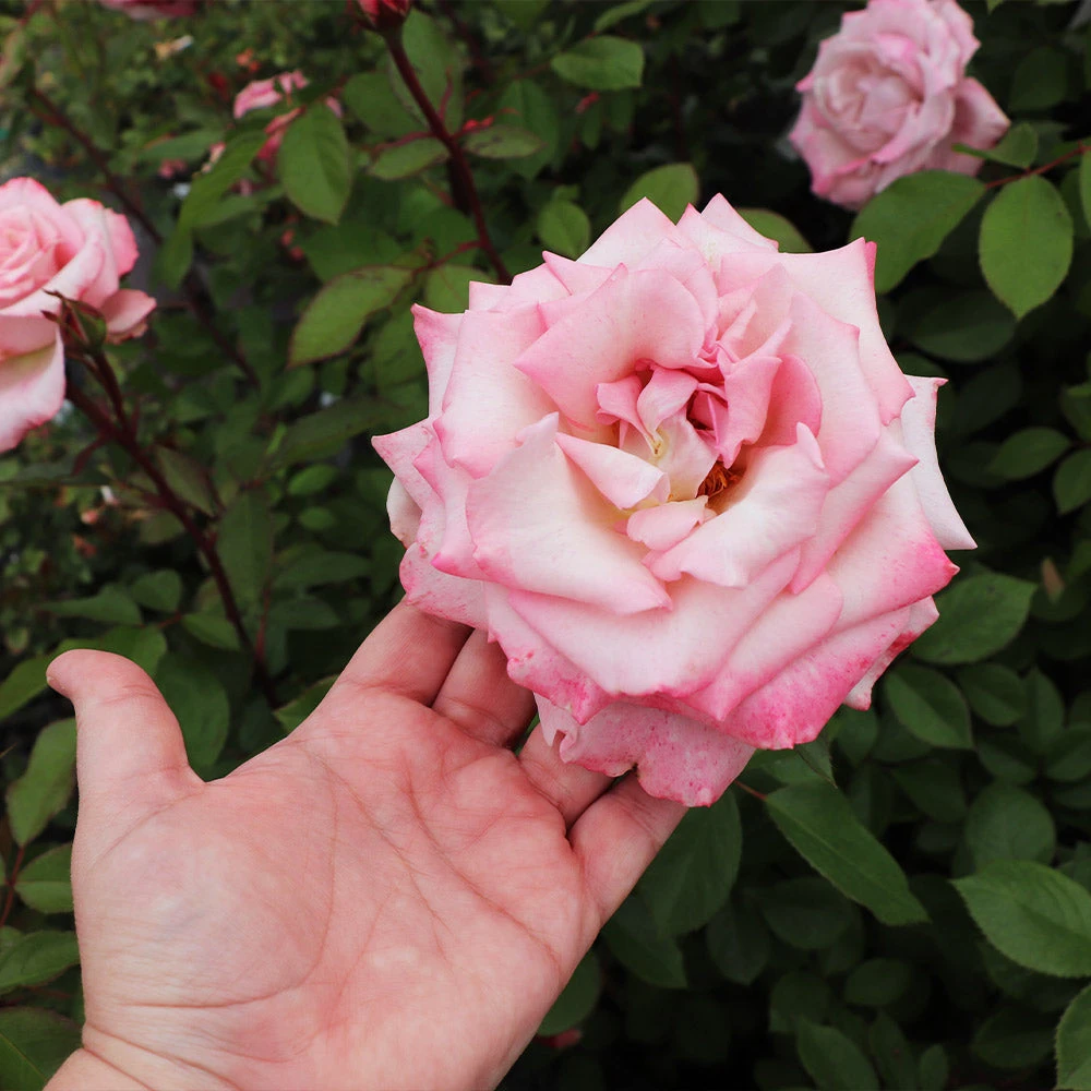 Pinkerbelle™ Rose - Image 3
