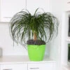 Ponytail Palm Tree