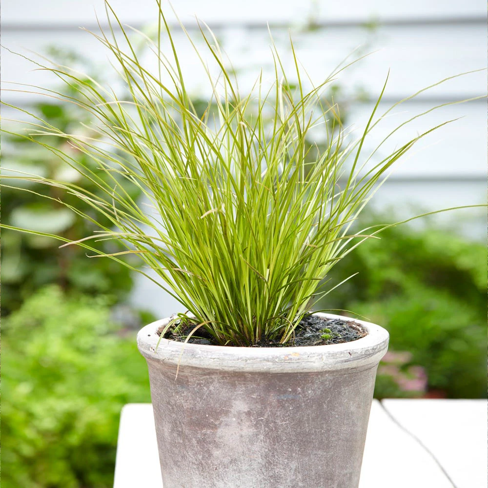 Prairie Fire Sedge - Image 4