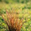 Prairie Fire Sedge