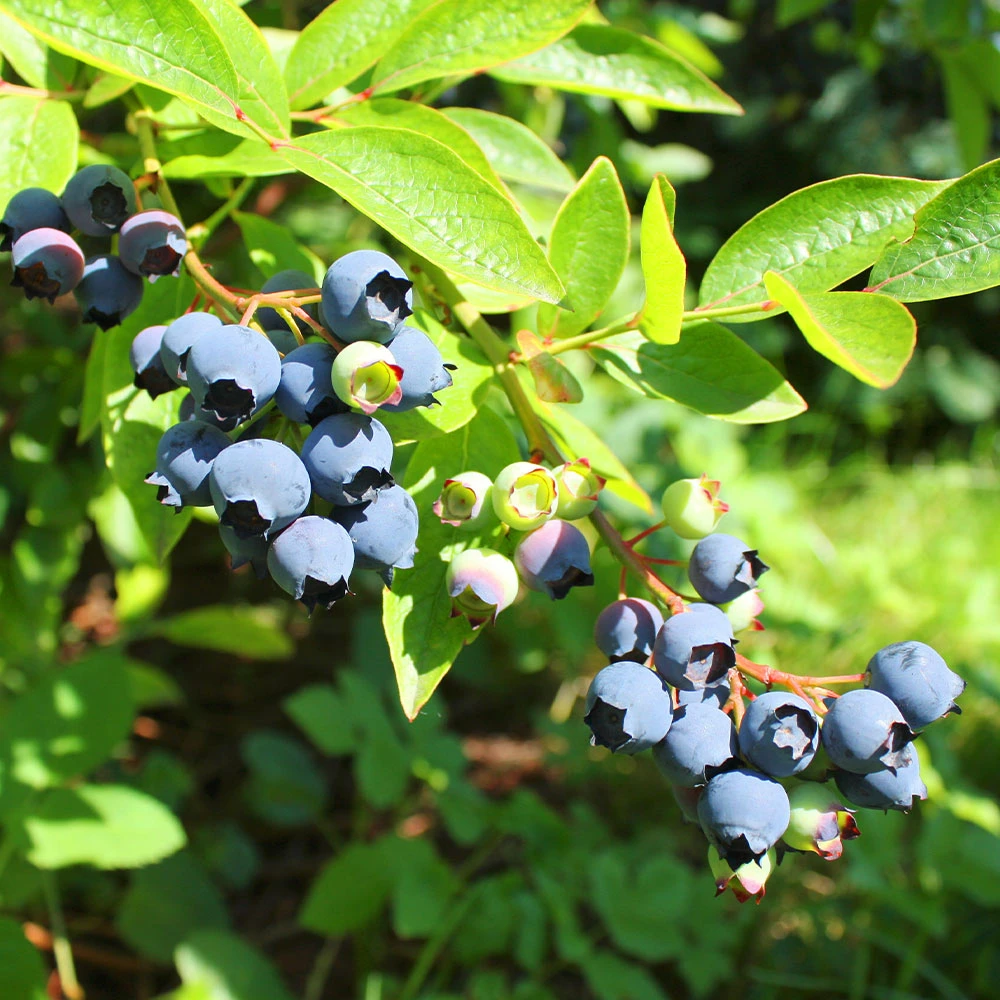 Premier Blueberry Bush - Image 2