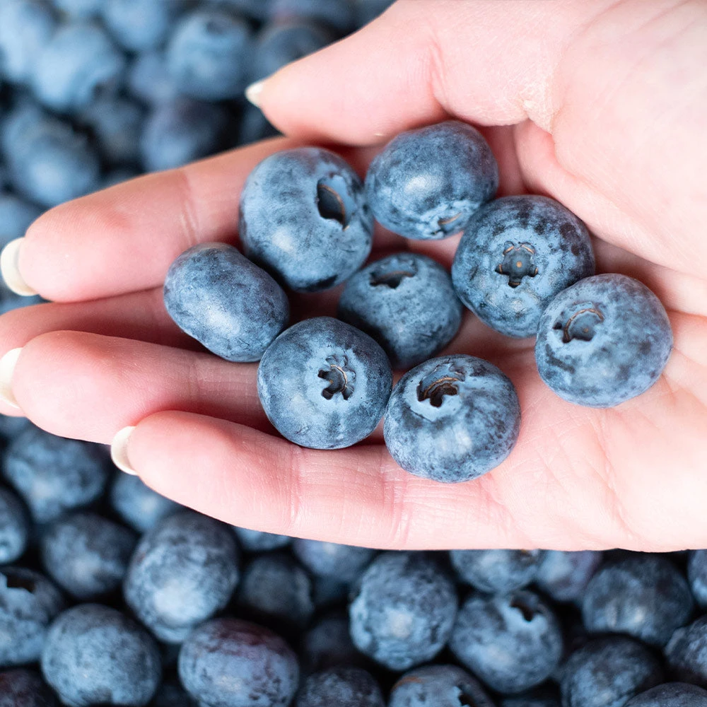 Premier Blueberry Bush - Image 3