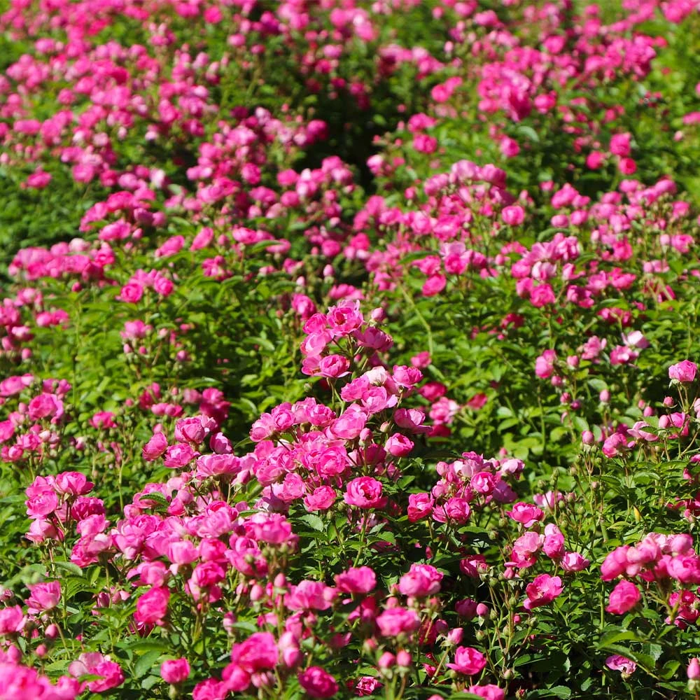 Pretty Polly® Pink Rose - Image 4