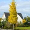 Princeton Sentry™ Columnar Ginkgo