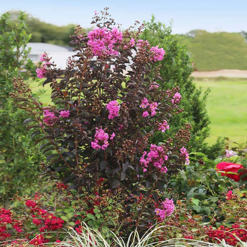 Black Diamond® Purely Purple™ Crape Myrtle Tree - Image 2