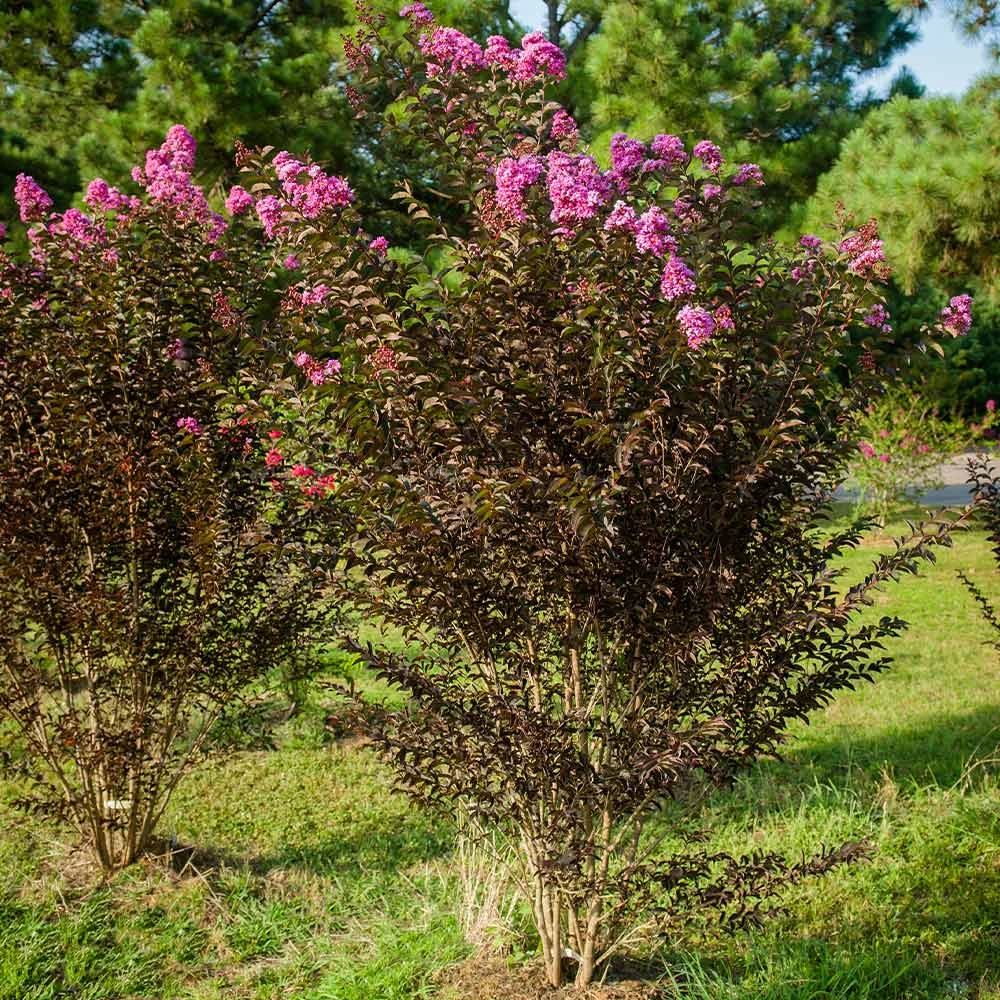 Black Diamond® Purely Purple™ Crape Myrtle Tree - Image 4