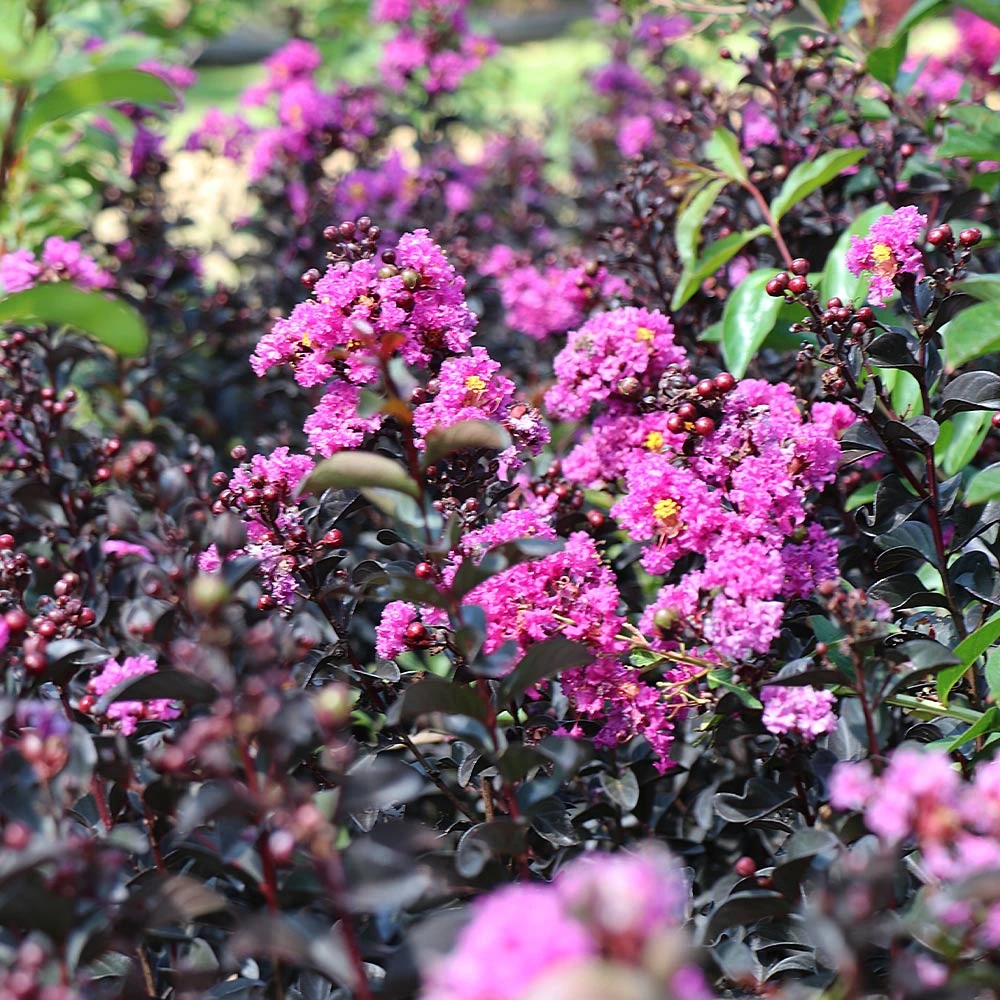 Black Diamond® Purely Purple™ Crape Myrtle Tree - Image 5