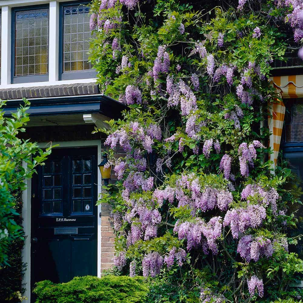 Purple Wisteria Vine - Image 2