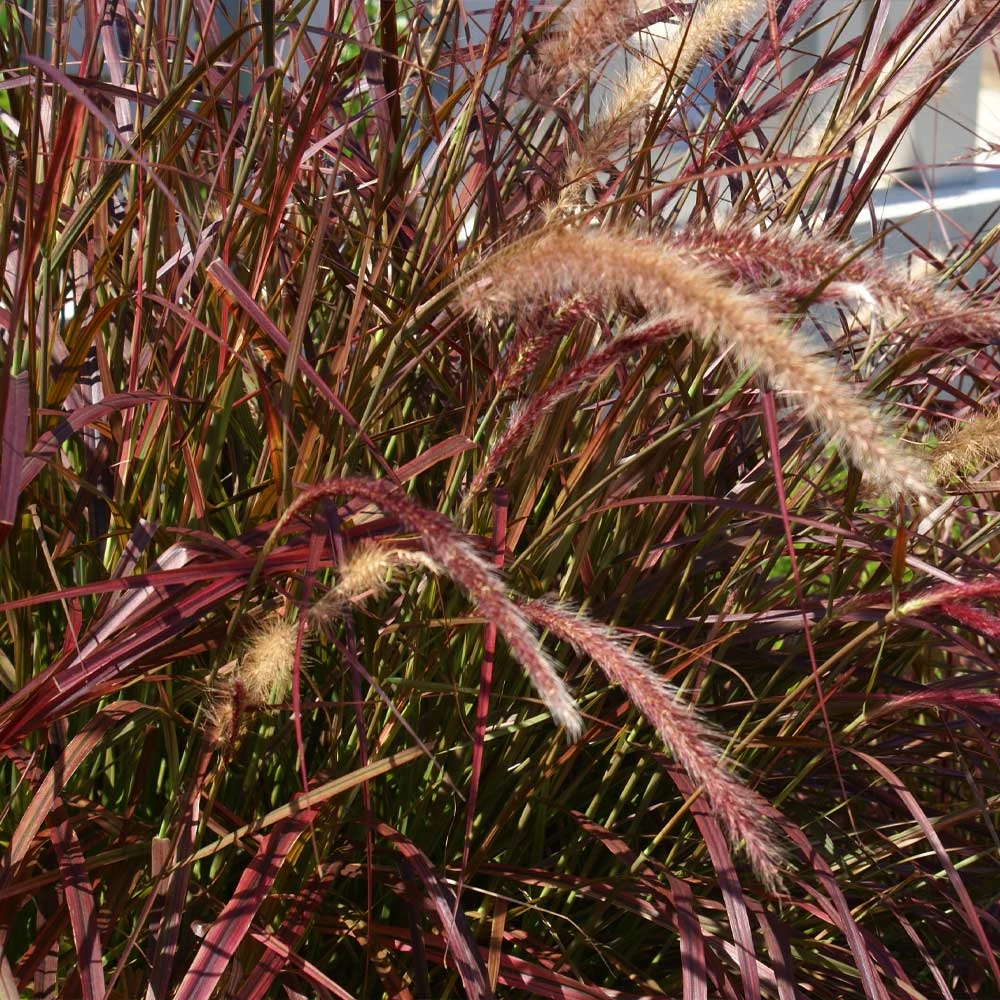Purple Fountain Grass - Image 6