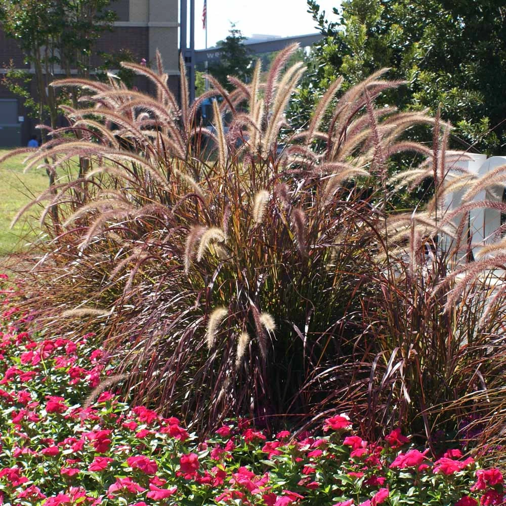 Purple Fountain Grass - Image 2