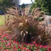Purple Fountain Grass