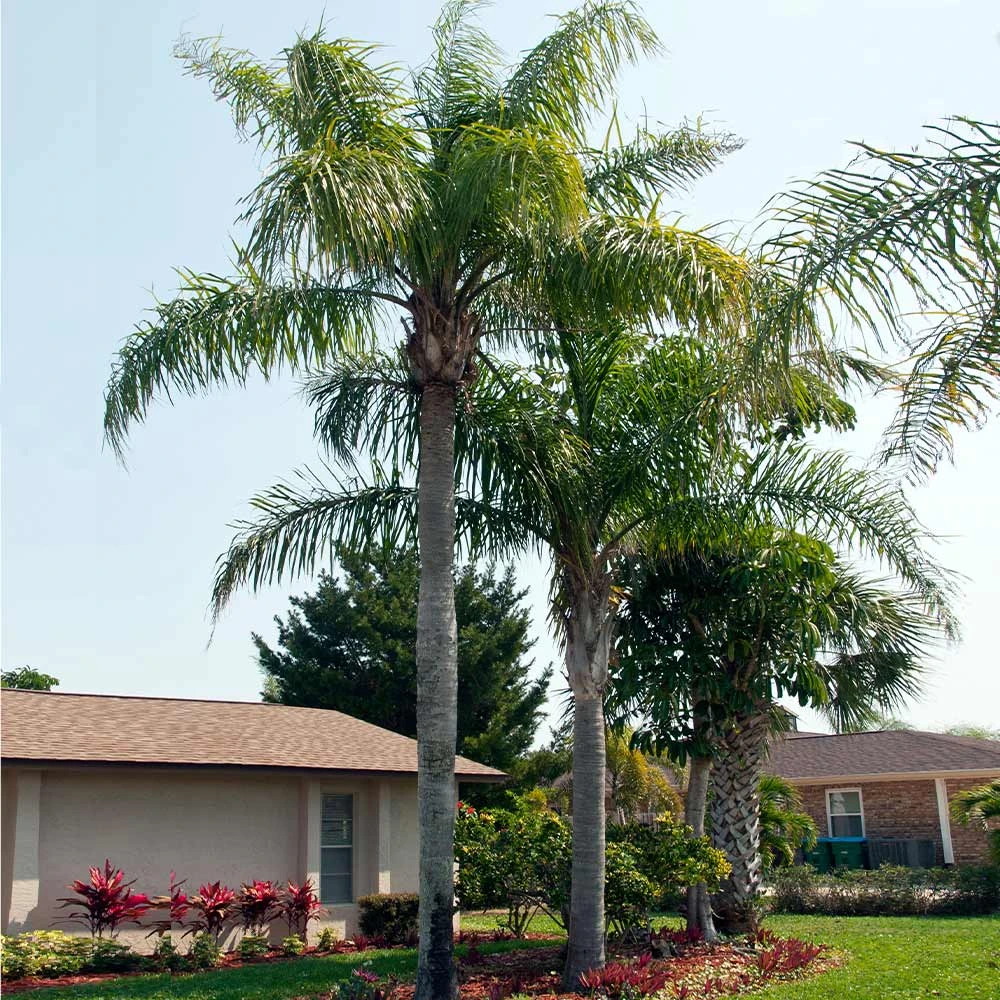 Queen Palm Tree - Image 2
