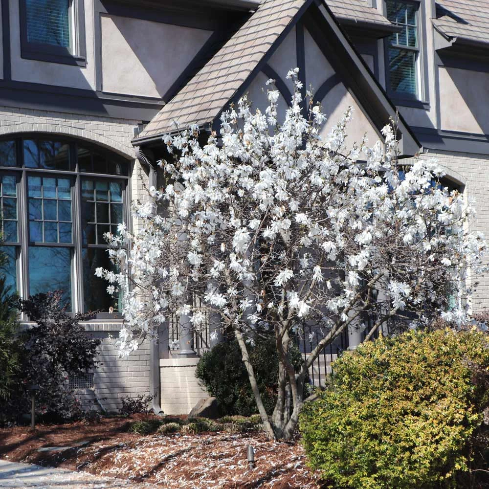 Royal Star Magnolia Tree - Image 4