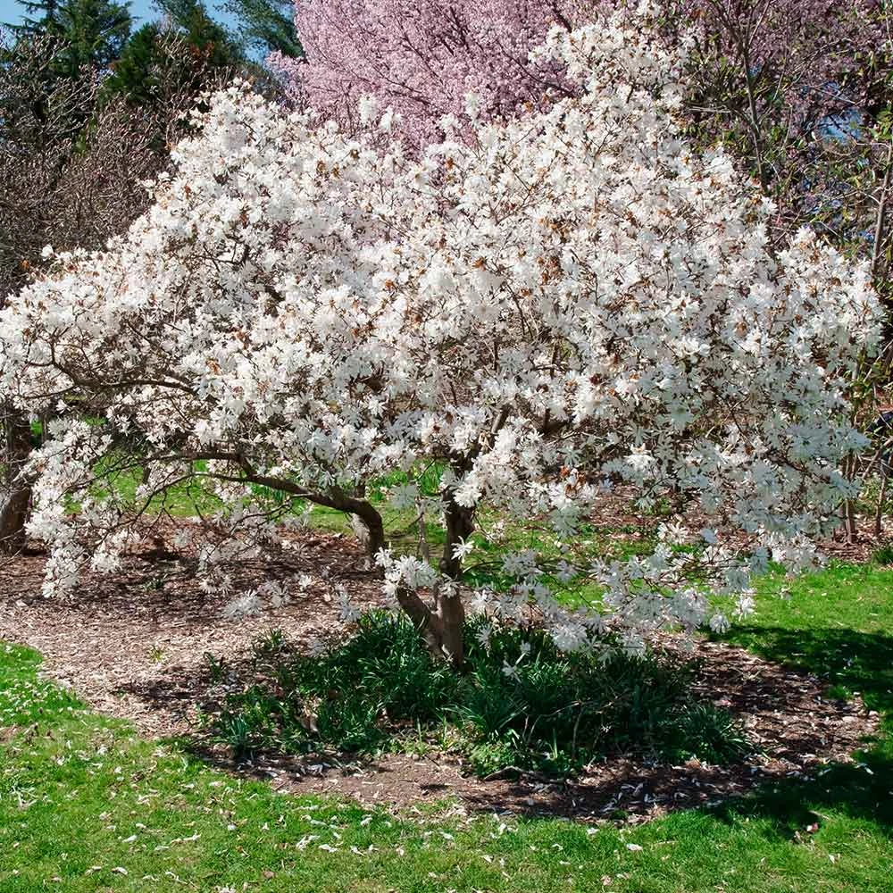 Royal Star Magnolia Tree - Image 2