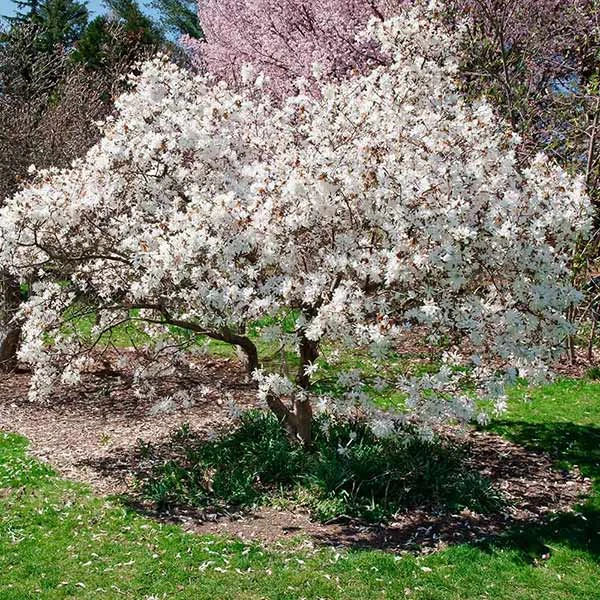 Royal Star Magnolia Tree
