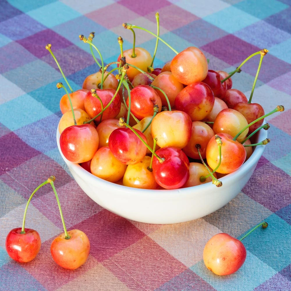 Rainier Cherry Tree - Image 3
