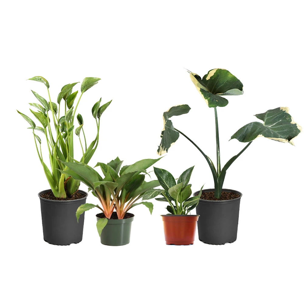 Rare House Plant Kit - Image 2