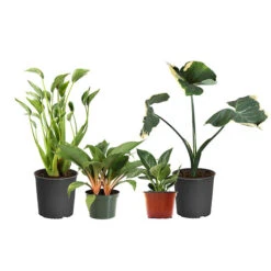Rare House Plant Kit