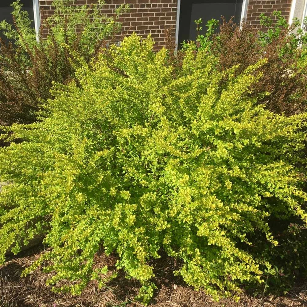 Raspberry Lemonade™ Ninebark - Image 4