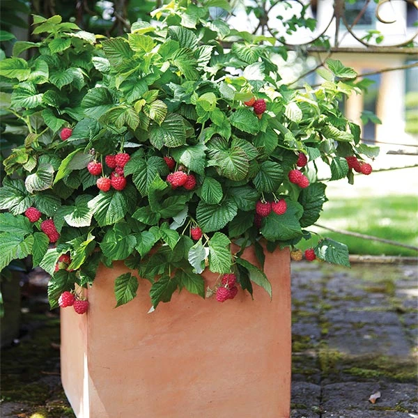 Bushel And Berry® Raspberry Shortcake® Bush