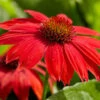 Sombrero® Salsa Red Coneflower