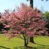 Red Dogwood Tree