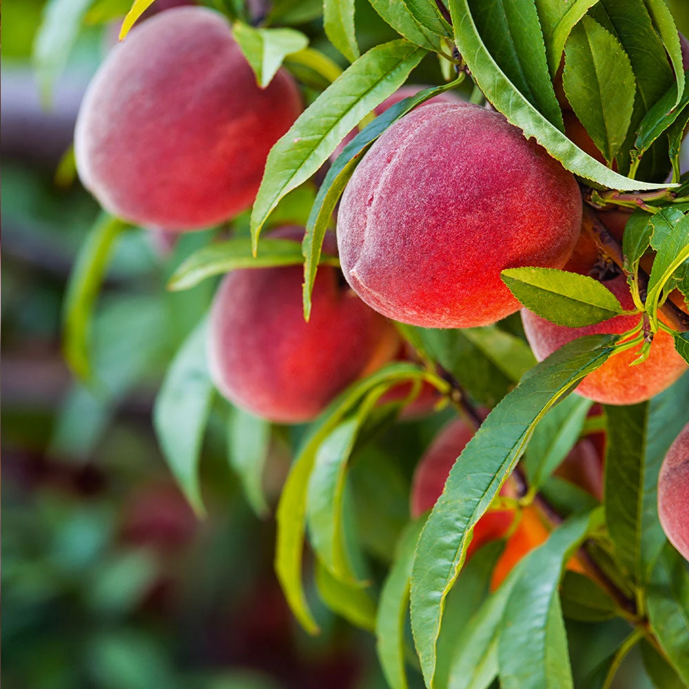 Red Haven Peach Tree - Image 2